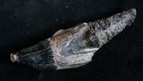 Fossil Florida Cave Bear (Tremarctos floridanus) Tooth #8992-1